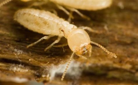 The Importance Of Termite Inspections Preventative Treatment Pest