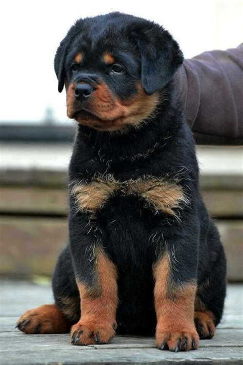 17 Best Images About Rottweiler Breed Board On Pinterest Rottweiler