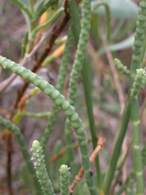 Edible glasswort can take the salt