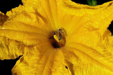 6 Raisons Pour Lesquelles Vos Feuilles De Courgette Jaunissent Et