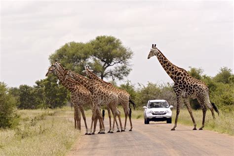 Parque Nacional Kruger na África do Sul o manual Segue Viagem