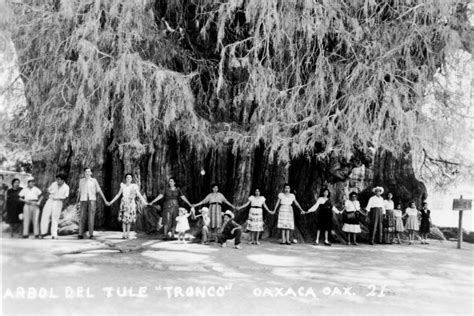 Tlatoani Cuauhtemoc on Twitter Sabíasque el diámetro del arbol del