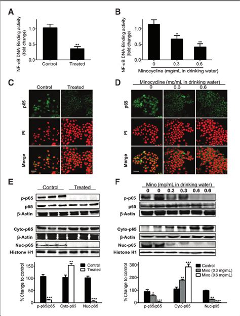 Minocycline Suppresses NF K B Activation In Female BALB C Athymic Nude