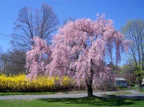 1 Weeping Higan Cherry Tree Prunus Subhirtella Var