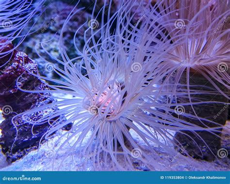 Single Coral Polyp Stock Photo Image Of Reservoir Animals 119353804