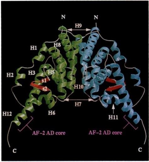 Ribbon Drawing Of The Dimensional Structure Of The Human Rxra Apo Lbd