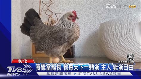 寵物雞的報恩 每天一顆蛋 主人不怕蛋荒 「雞蛋自由」｜tvbs新聞tvbsnews01 Youtube