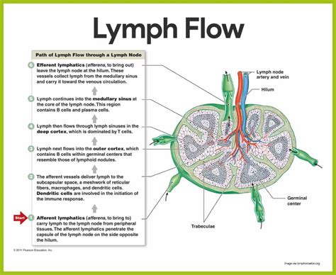 Lymphatic System Anatomy And Physiology Nurseslabs