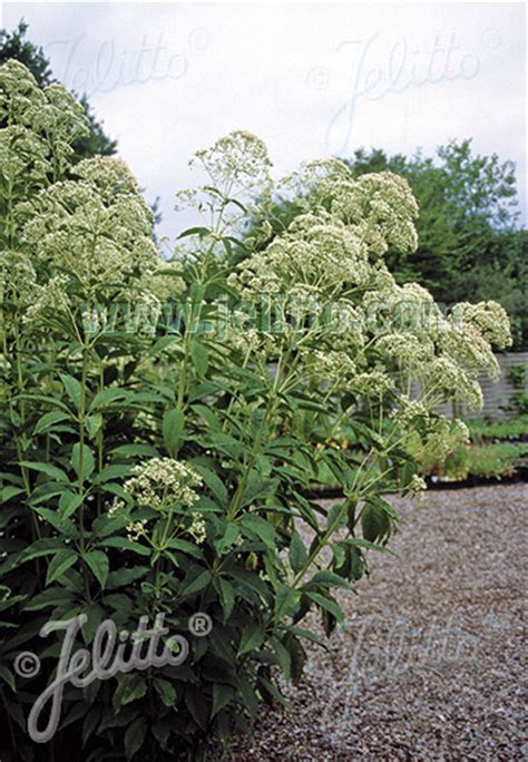 Joe-pye Weed Seeds | Perennial Flower Seed | Swallowtail Garden Seeds