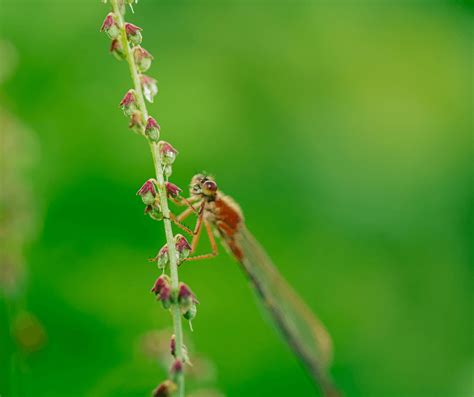 Red Dragonfly Meaning Symbolism: Exploring Its Mystical Aspects