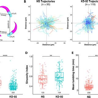 Rack Silencing Reduces Shigella Cell To Cell Spreading In Hela And