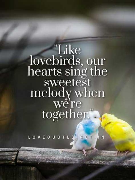 Love Birds Quotes