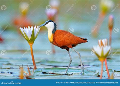 Jacana Africano Africana De Actophilornis Ave Zancuda Africana