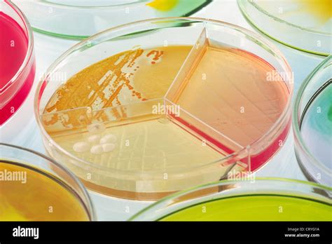 Candida Albicans Fungi Stockfotos Und Bilder Kaufen Alamy