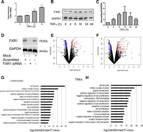 Genetic Deletion Of Fxr1 Reduces Intimal Hyperplasia And Induces