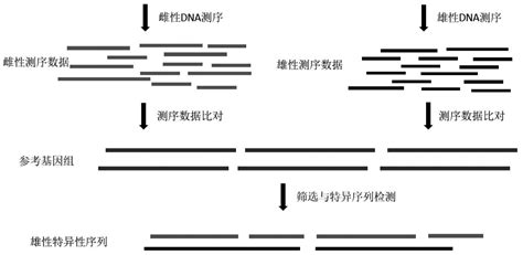 大刺鳅性别鉴定的特异性dna片段、遗传性别标记引物及应用2