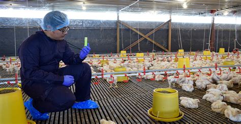 Ladang Ayam Halal Muslim Malaysia