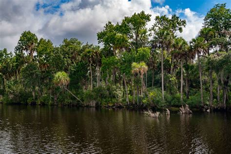 OCALA NATIONAL FOREST: An (Epic) Guide to Florida's Hidden Gem