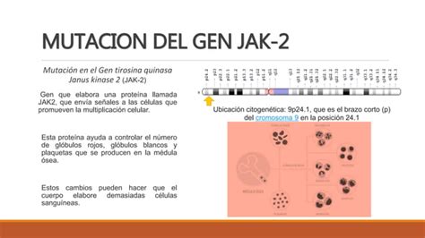 Las Neoplasias Mieloproliferativas Ppt