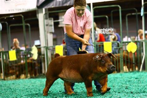 Njss Duroc Gilt Show National Swine Registry