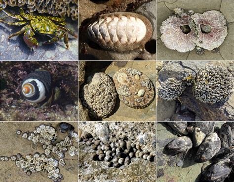 The Rocky Intertidal Zone - Cabrillo National Monument (U.S. National Park Service)