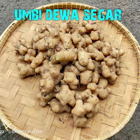 Jual Umbi Dewa Segar Umbi Samsit Gram Umbi Dewa Organik