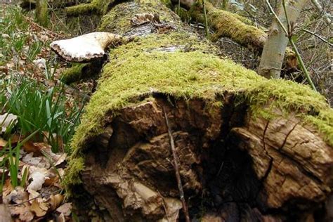 Is a Rotting Log an Ecosystem? - Wildlife Informer