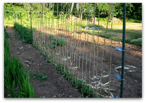 Green Bean Trellis Pole Beans Need Your Support