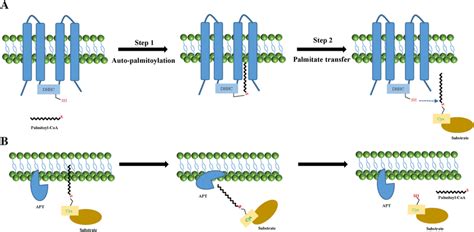 A Model For How Protein Palmitoyaltion And Depalmitoylation Occur