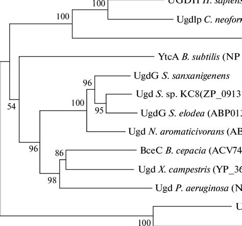 Phylogenetic Tree Based On The Multiple Sequence Alignment Analysis Of