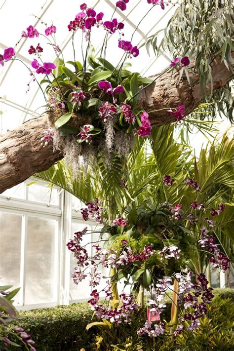 The Orchid Show | Orchid house, Orchid show, Orchids