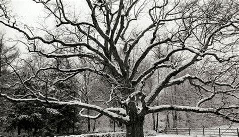 Por que as plantas de clima frio perdem as folhas no inverno Diário