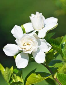 plantas de jardín gardenias Handfie DIY