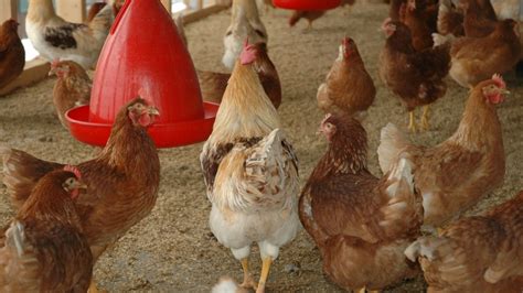 Características y medidas que debe tener un gallinero