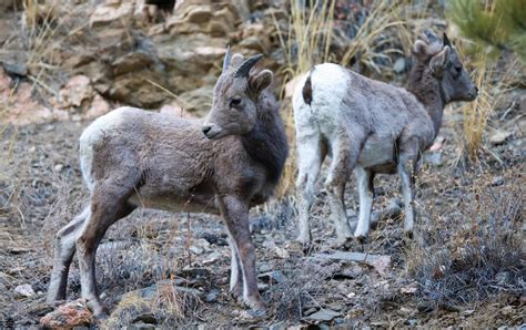 RMNP Wildlife : r/RMNP