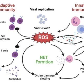 Cross Talk Among Nets Oxidative Stress And T Cell Deficiency