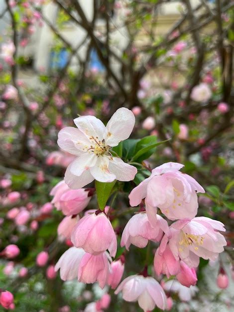 Premium AI Image | spring flowers in China