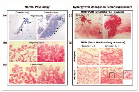 Mammary Gland Morphology In Caveolin Knockout Mice During