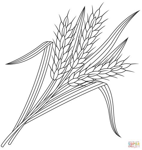 Wheat Coloring Page Free Printable Coloring Pages