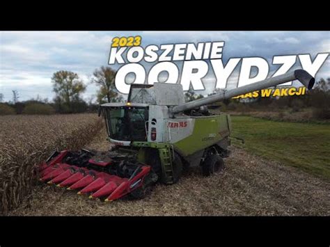 KUKURYDZA NA ZIARNO 2023CORN FARM WODZYŃSKIDOBRY PLONCLAAS LEXION