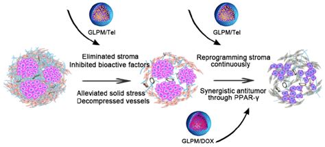 Schematic Illustration Of The Mechanism Of Remodeling The Tumor