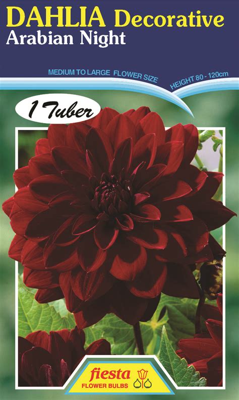 Dahlia - Arabian Night 1pk - Springvale Garden Centre