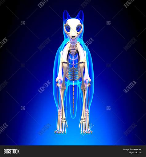 Cat Skeleton Anatomy Image & Photo (Free Trial) | Bigstock