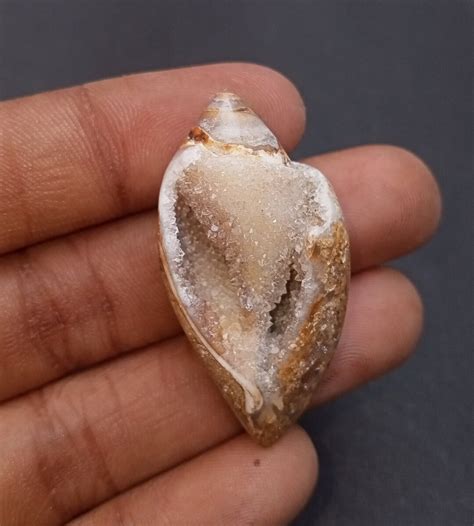 74 Ct 100 Natural Fossil Snail Agateshell Druzy Fossil Snail Etsy