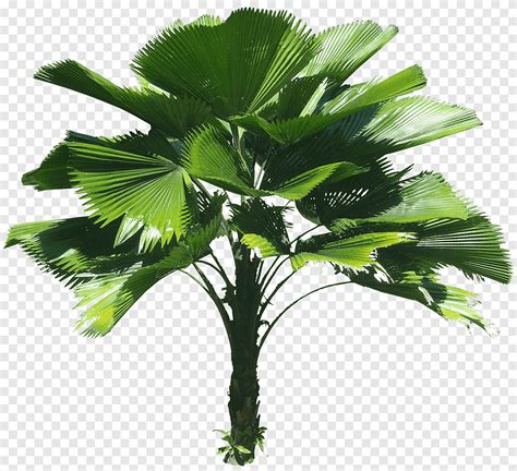 Plant Tree Tropics Tropical Leaf Palm Tree Png Pngegg