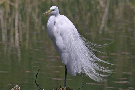 Great White Egret Facts Habitat Diet Pictures