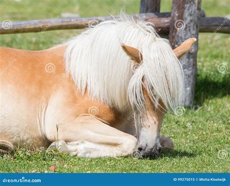 Beautiful Haflinger Horse In The Alps Mountains In Tirol Stock Image