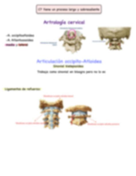 SOLUTION Osteoartrologi A Cervical Y Mitologi A De Cabeza Y Cuello