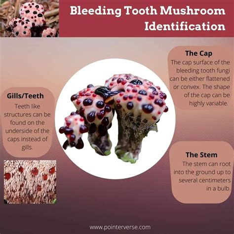 Is Bleeding Tooth Fungus Edible? - Pointer Verse