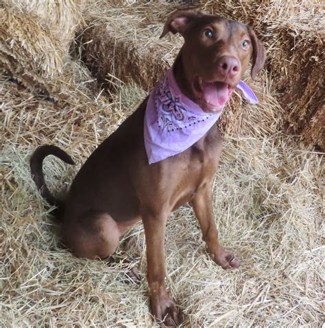 Photos Okc Shelter Overrun With Adorable Pups Oklahoma City